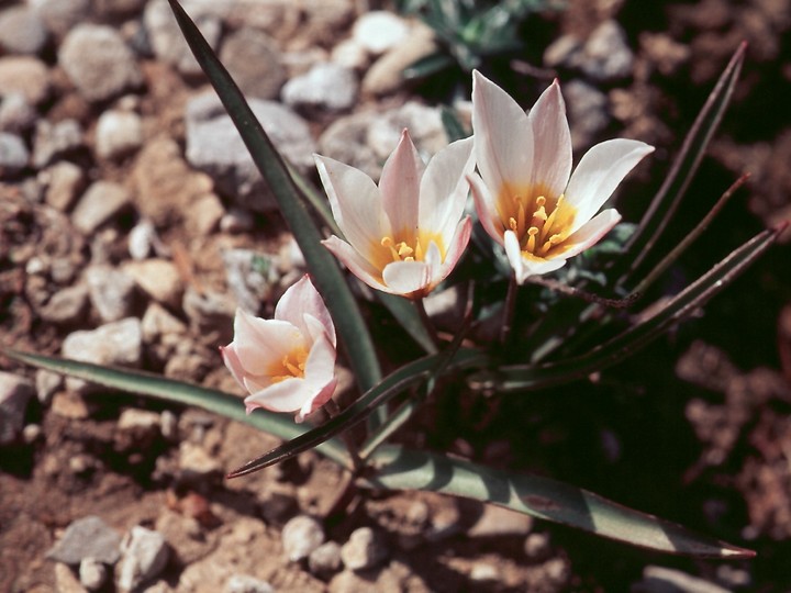 Tulipa cretica.