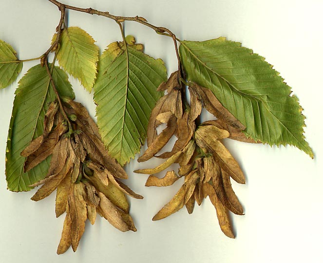 Amentos de Quercus palustris