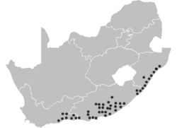 H. albiflos distribution.png