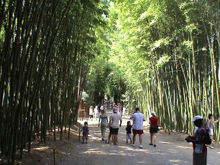 Urbipedia:Paseo principal de la Bambuseria de Anduze